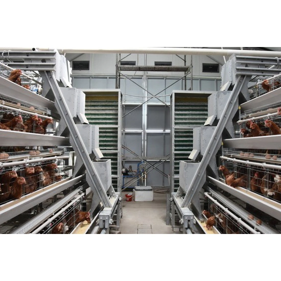 a Type Layer Chicken Cages with Automatic Poultry Farm Machinery