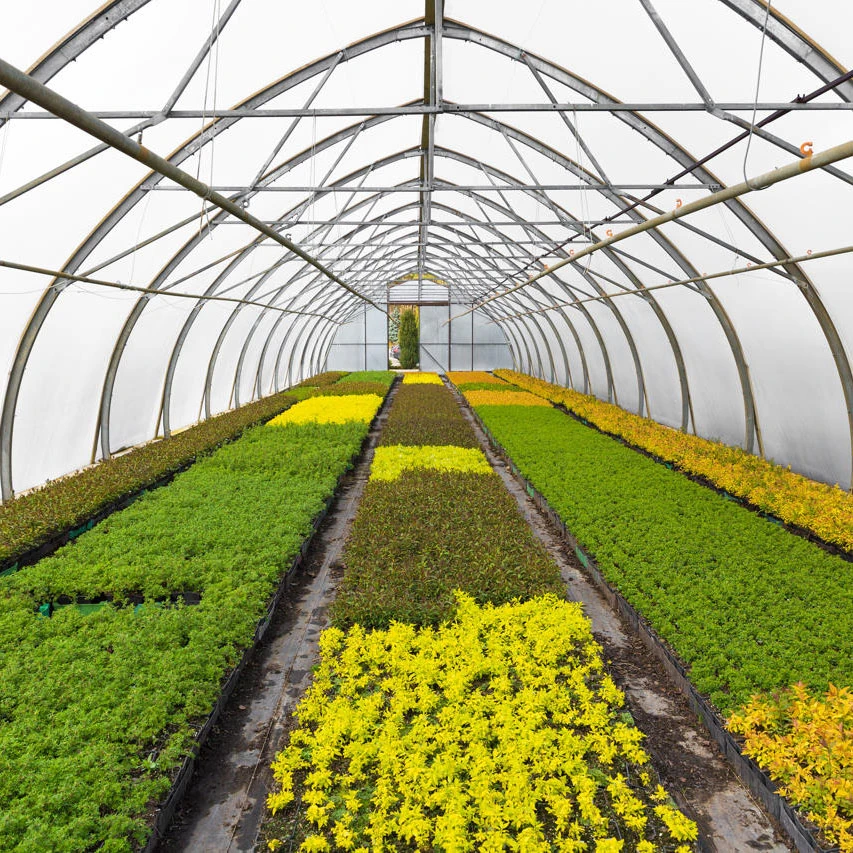 China Single-Span Poly Tunnel Greenhouses with Gi Steel Structure