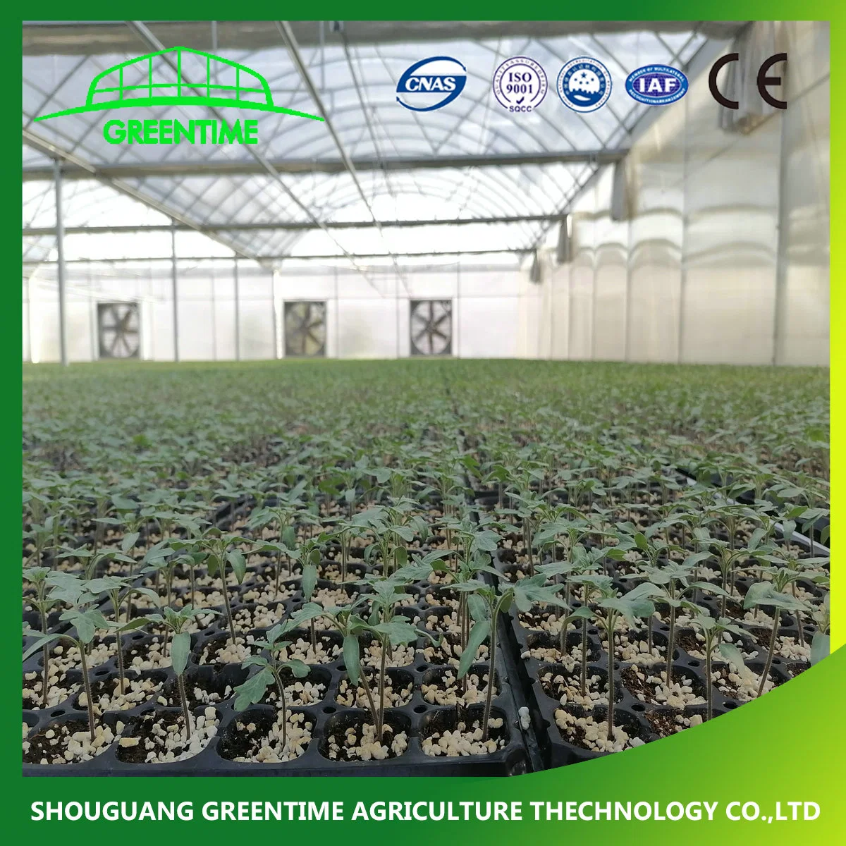 Hot Sale Multi-Span PE/PE Plastic Film Agricultural Greenhouse for Tomato/ Lettuce Planting