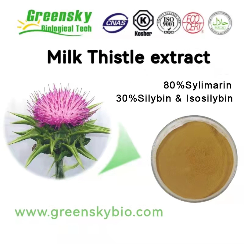 MILK Thistle الاستخراج 80% Sylimarin 30% Silybin &amp; Isosilybin