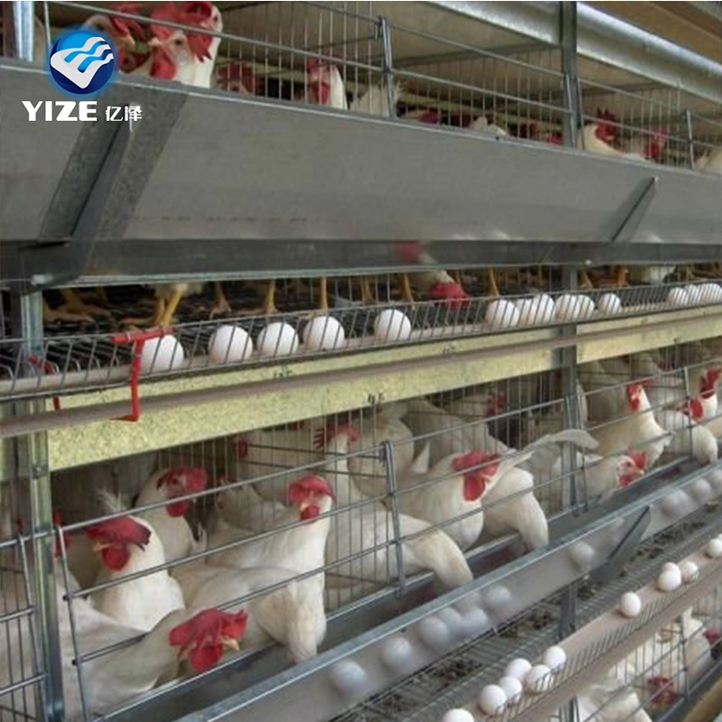 H-Type Layer Cage Brooder Hot Dipped Galvanized Steel Feeder Door Poultry Customizable