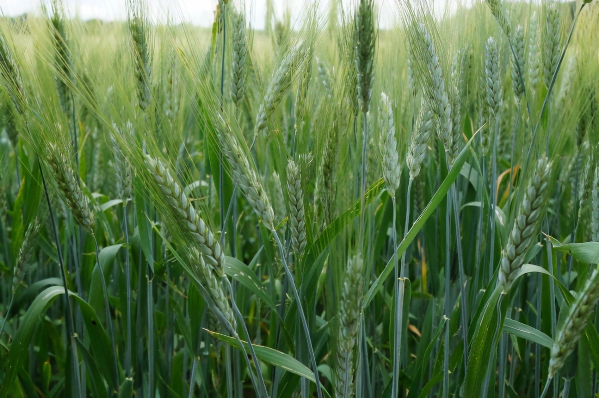 Fábrica de China 2, 4-D el 95% Tc herbicida selectivo de los productos químicos agrícolas de Malas Hierbas Broad-Leaved 94-75-7