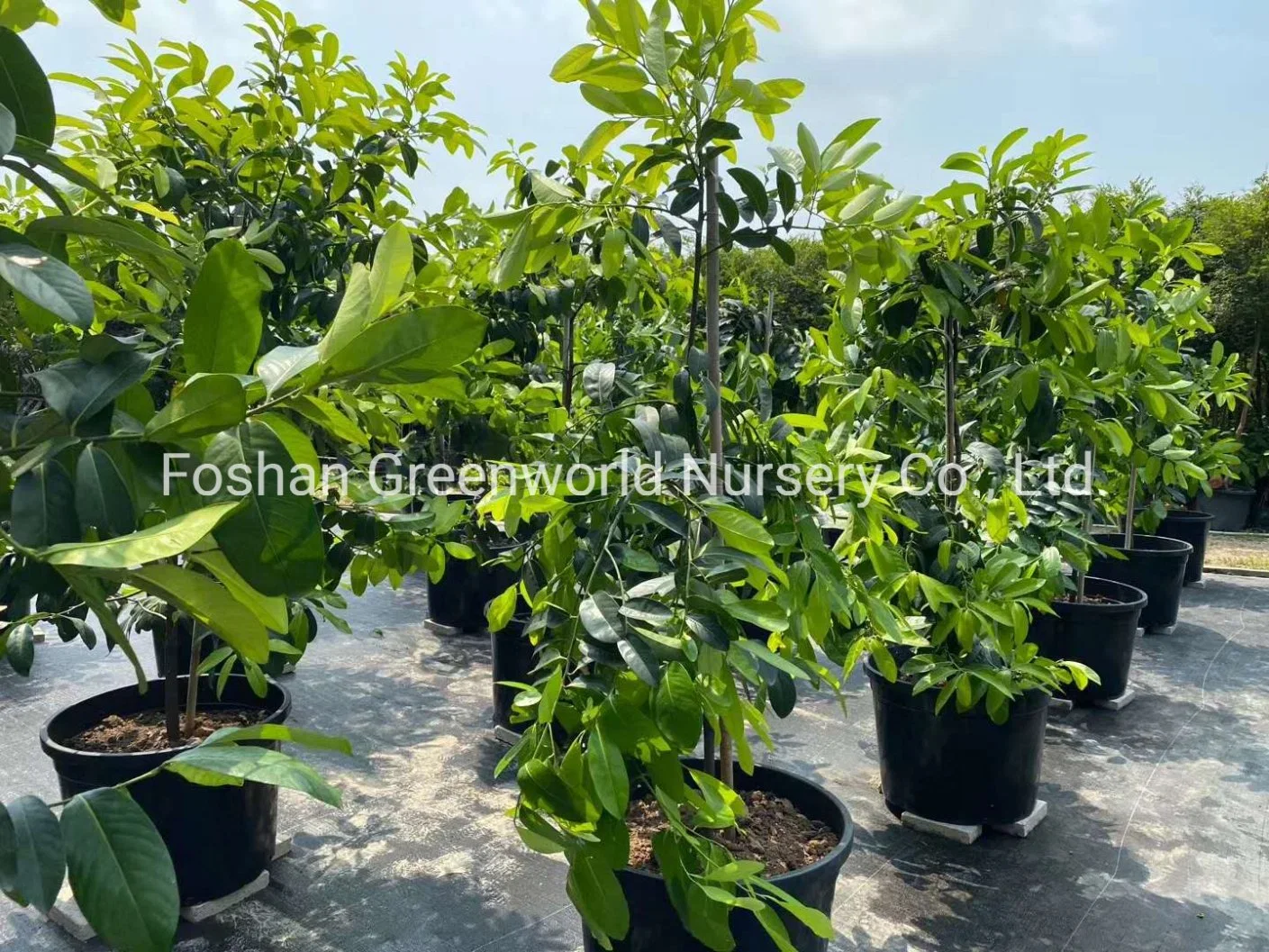 Diospyros Nigra Fruit Tree China Manufacturer