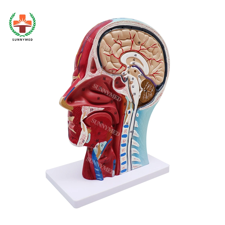 Derechos de la mitad modelo anatómico de la cabeza con la enseñanza de los buques modelo Anatomía