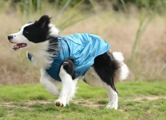 Windproof Large Fashion Dog Coats From China