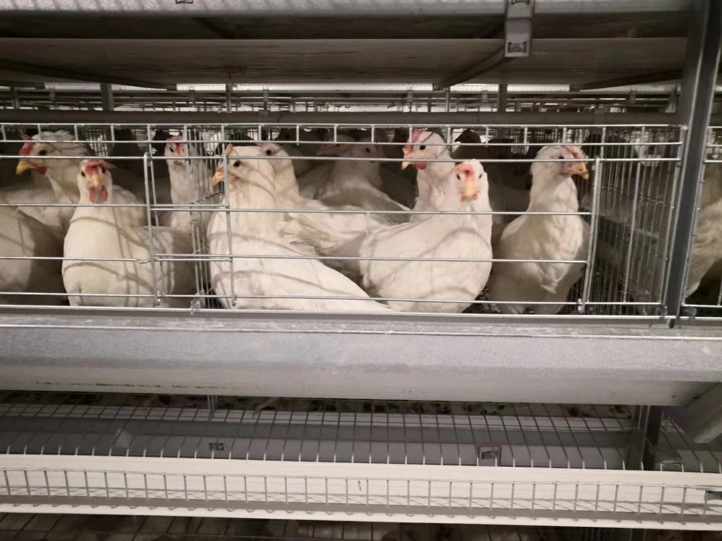 Un design moderne H de type automatique les élevages de volailles des cages de poulet de la couche de la batterie