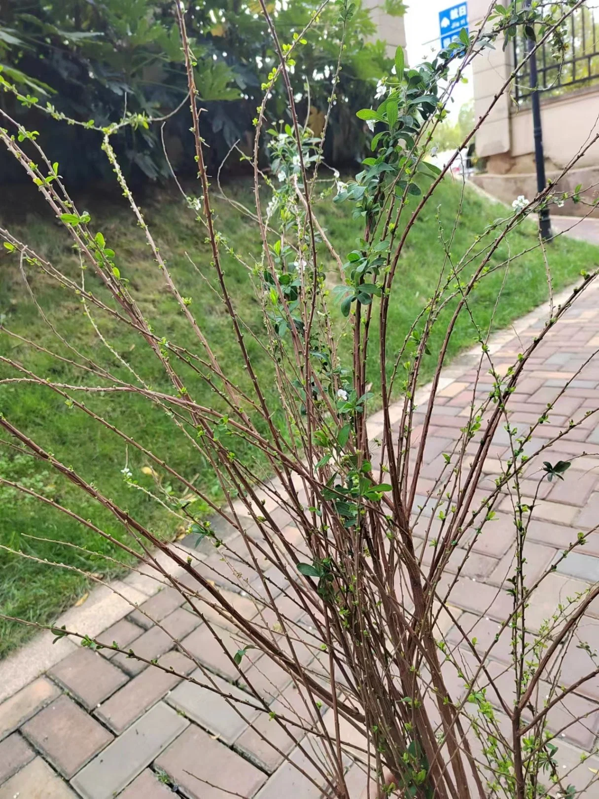 Lasting Christmas Decoration Fresh Flower Natural Silver Pussy Willow