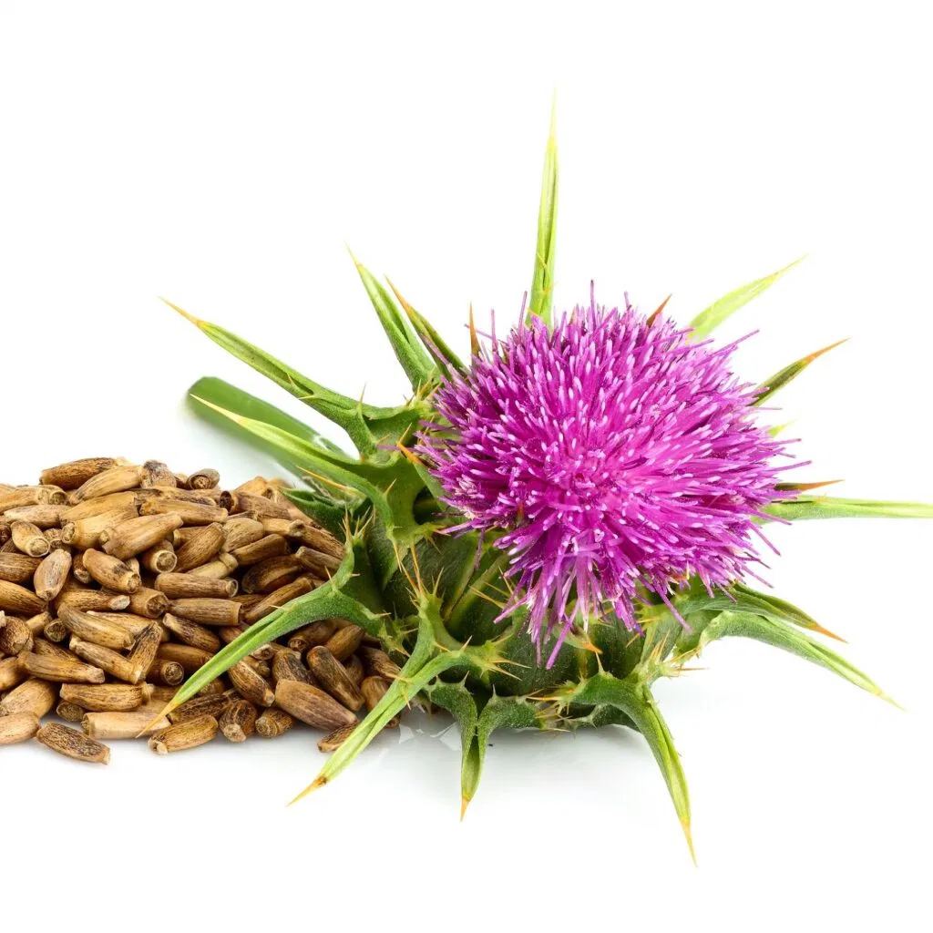 Extracto botânico certificado para o Kosher Halal FSSC Silybatizado Milk Thistle Extract Silybum Marianum (L.) Gaerth