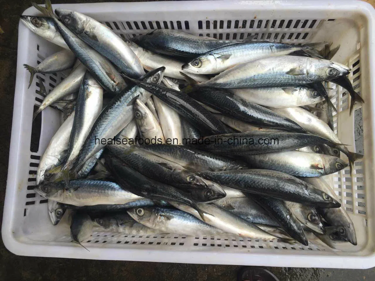 Frozen Blue Mackerel From Pacific Sea Mackerel (8-10)