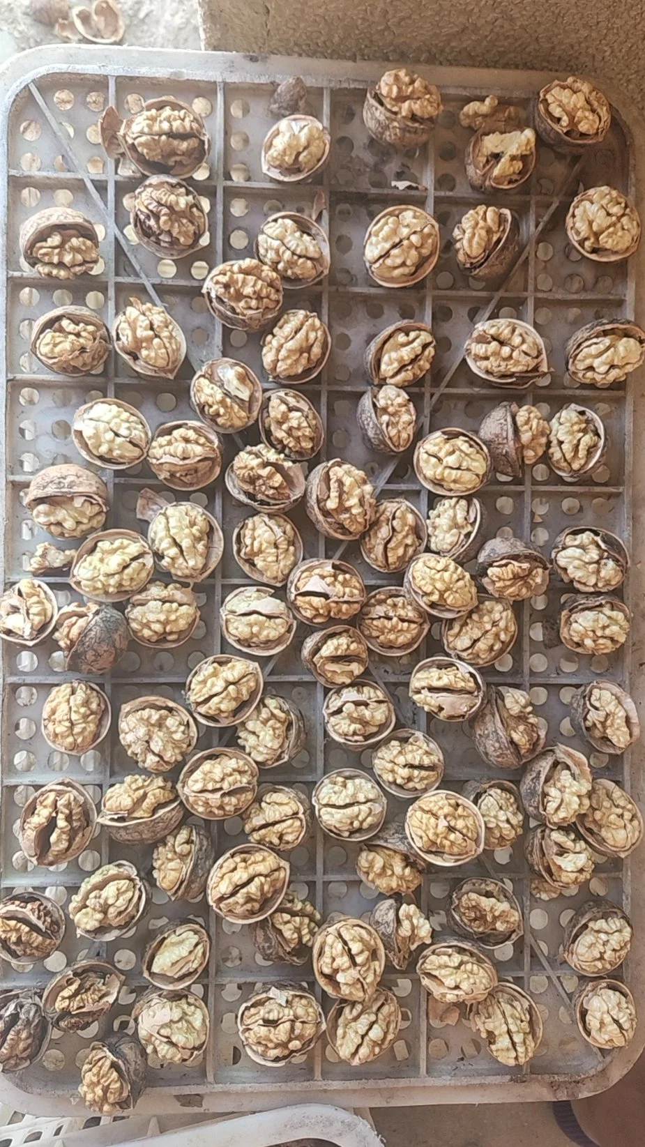 Chinese Xinjiang Extra Light Halves Walnut Kernel Walnut 185 Inshell