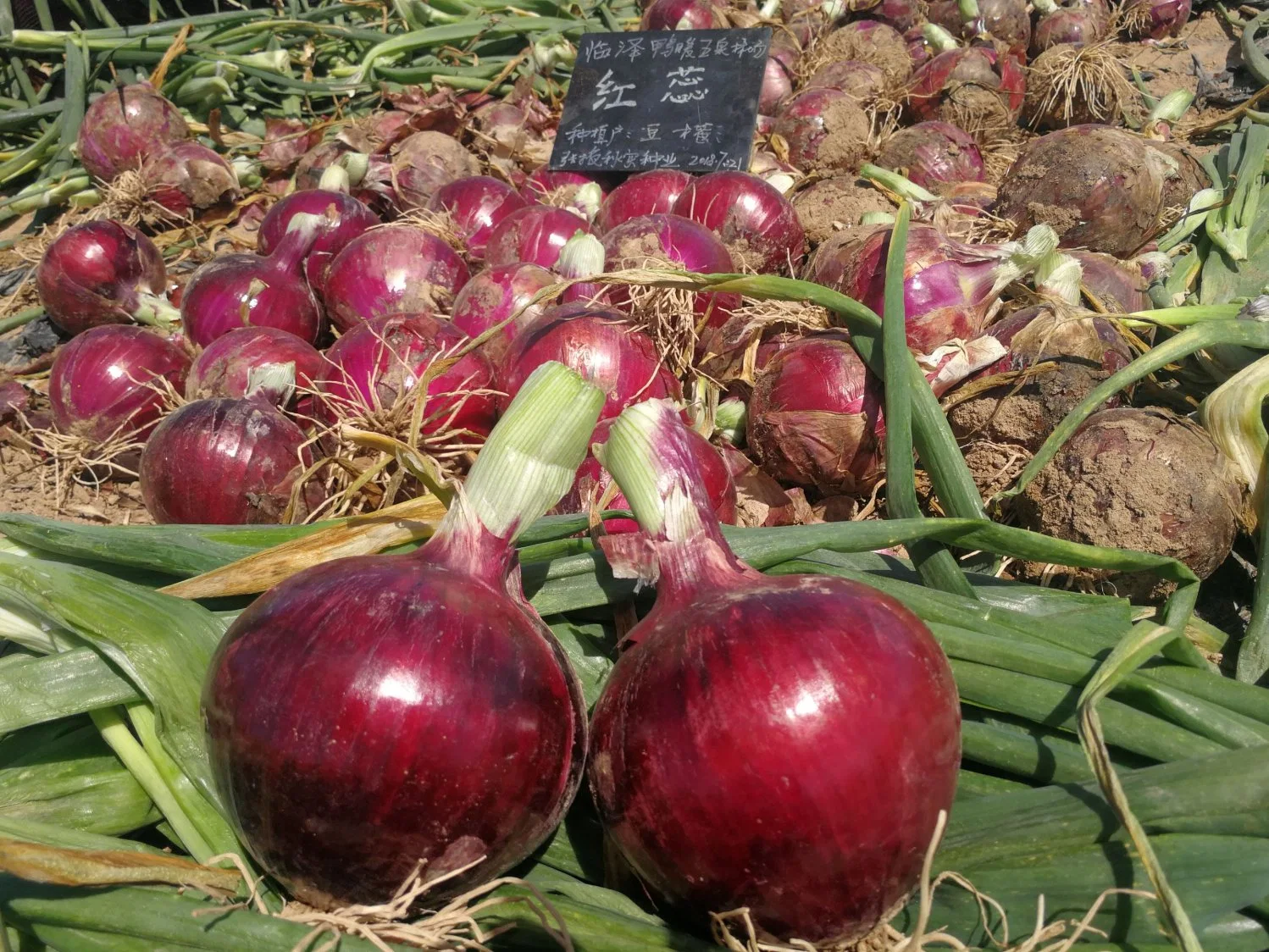 Essen Rote Zwiebel Ingwer Knoblauch Obst Frisches Gemüse Zwiebel Großhandel Heißer Verkauf Fabrik Preis Hohe Qualität Neue Zwiebel