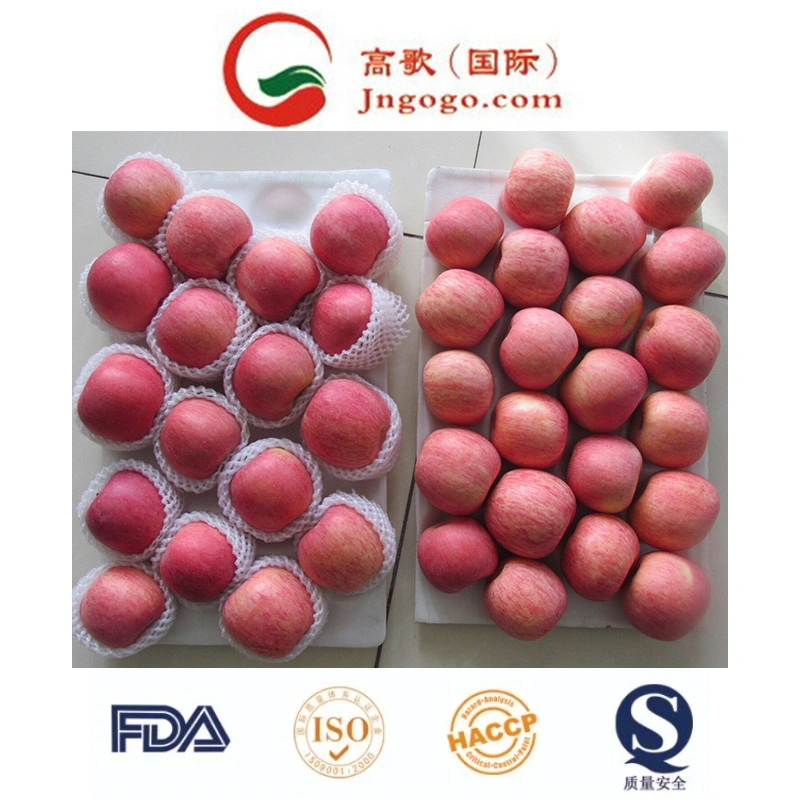 125 Fresh Red FUJI Apple Large Supplier