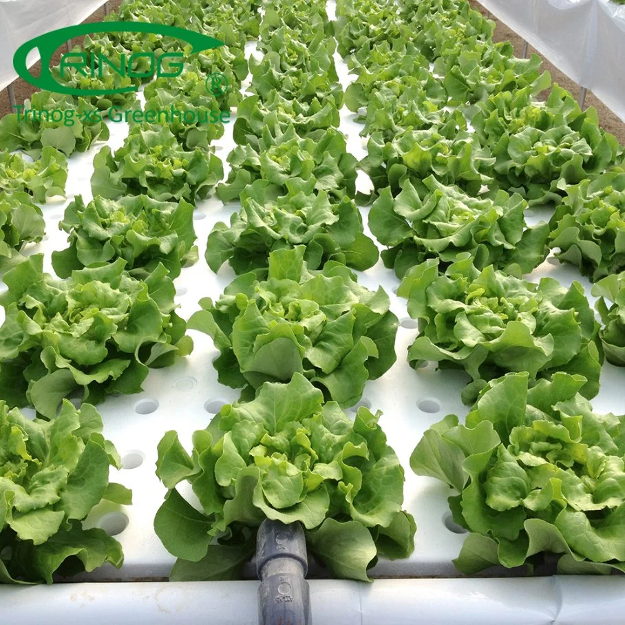 Commercial Greenhouse Hydroponics System Soilless Culture for Vegetables