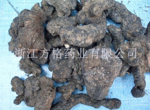 Polyporus Umbellatus Extract; The Largest Edible and Medicinal Mushroom Processing Enterprise in China; GMP/HACCP Certificate