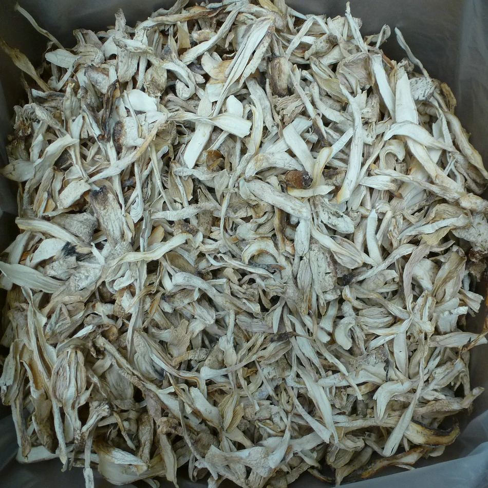 9020 bom preço fungo cogumelos secos King Oyster Mushroom Pleurotus Eryngii