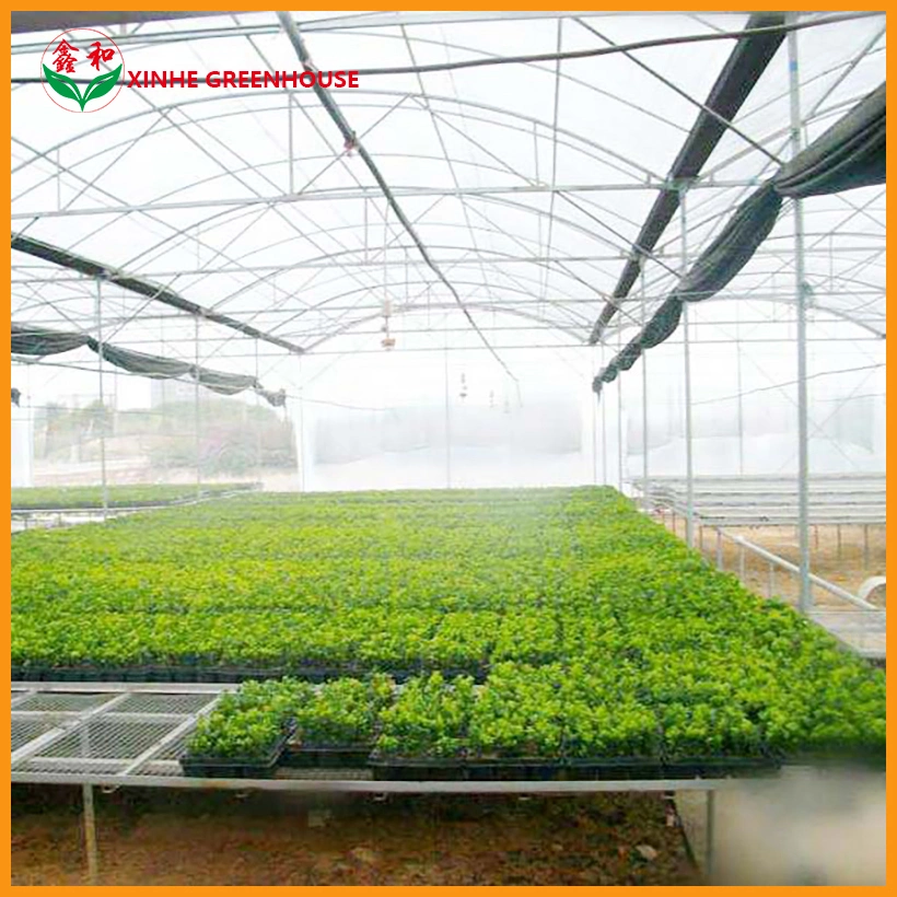 Cost-Efficient Film Greenhouses for Strawberry