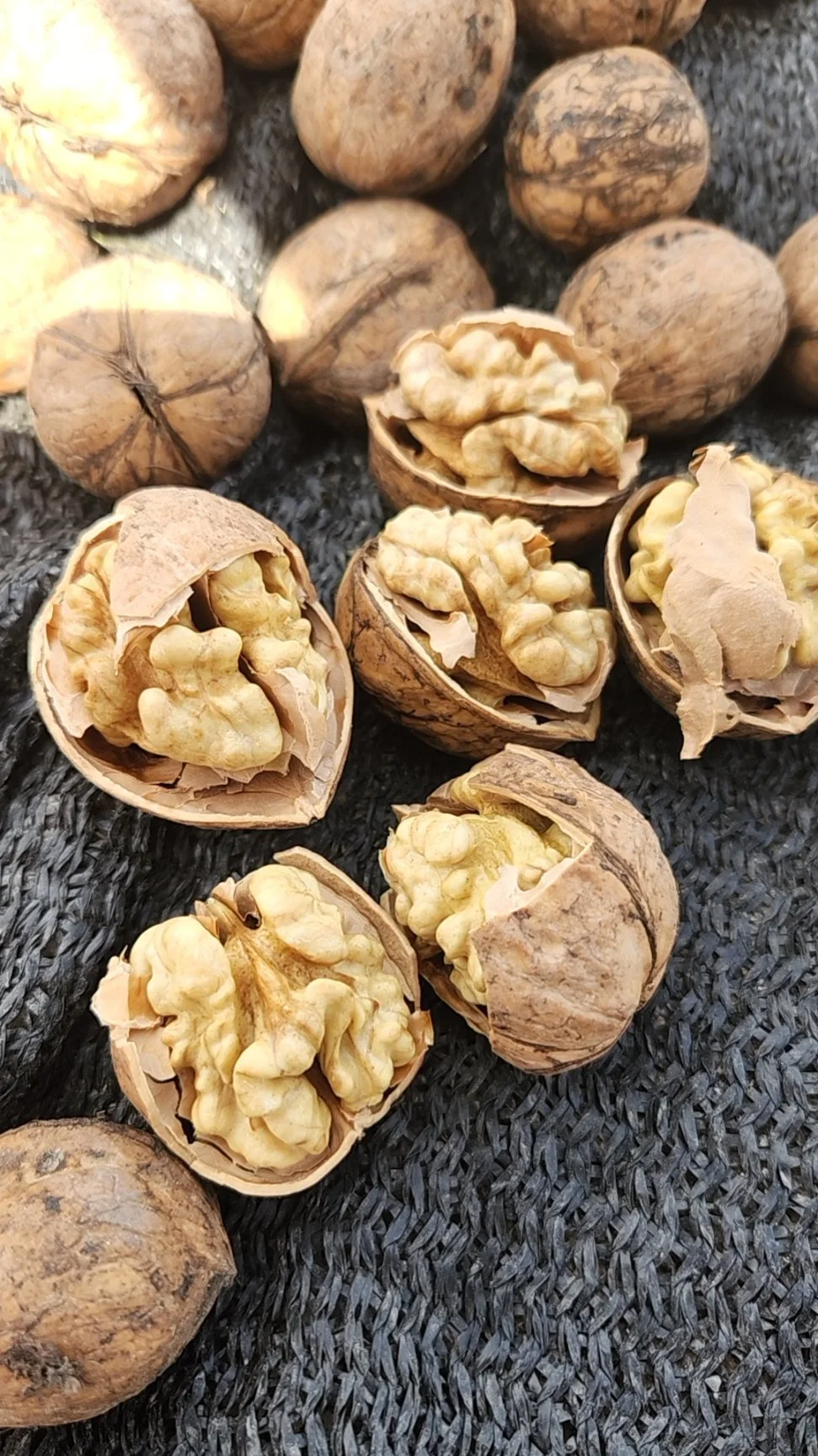 Chinese Xinjiang Extra Light Halves Walnut Kernel Walnut 185 Inshell