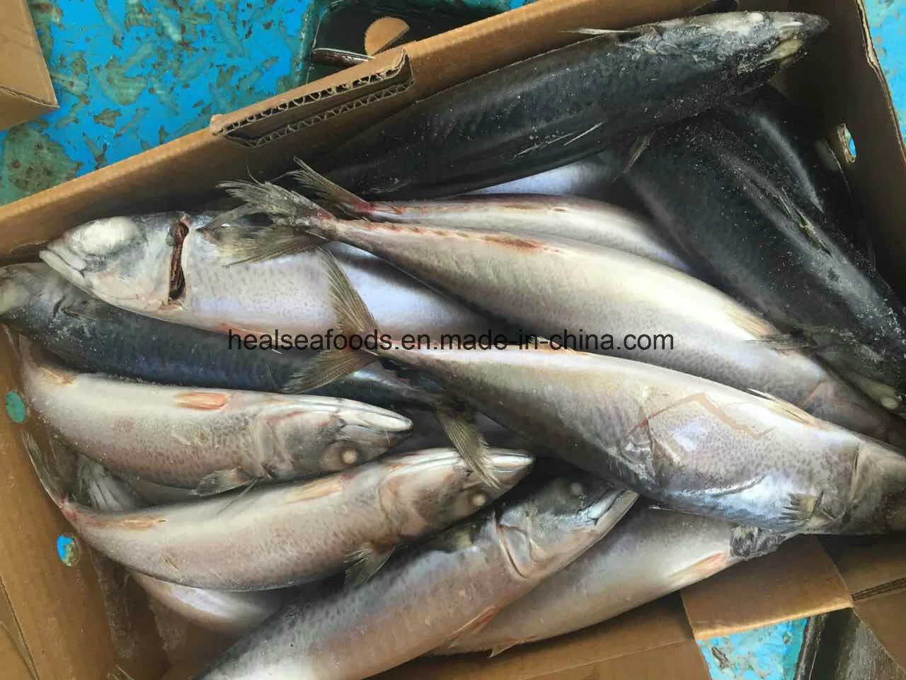 High Fat Content Fish Mackerel