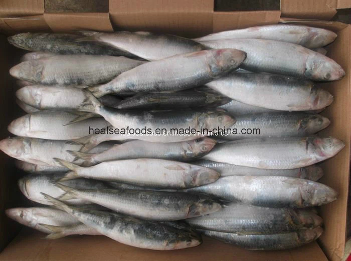 New Landing Sardines (Sardinella aurita)