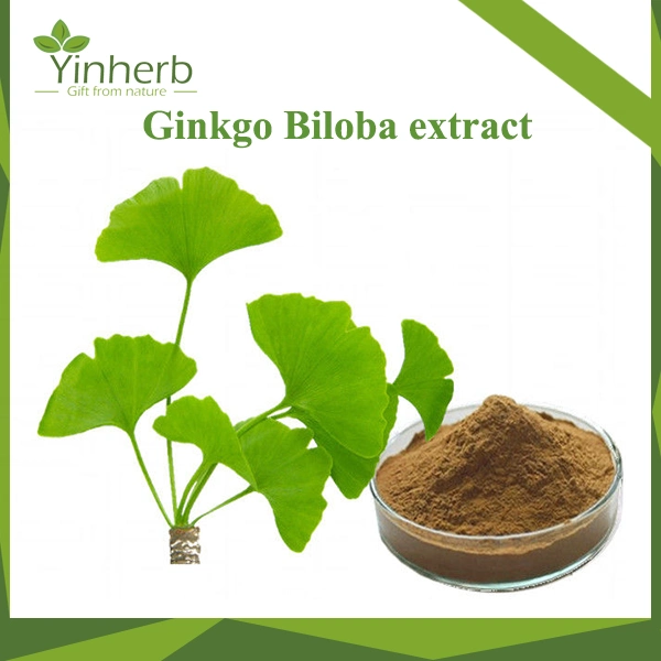 المياه سولبل Ginkgo biloba P. E -- 24.0%Flavones 6.0%Lactones/Ginkgo biloba استخراج