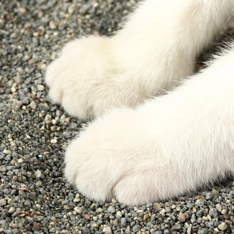 Suministros de mascotas al por mayor Bentonita basura de gato, sin polvo Bentonita basura de gato agua lavable