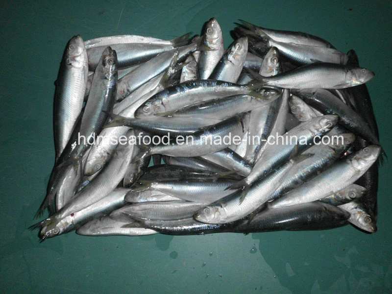 Высокое качество замороженных морепродуктов рыбы для Sardine Наживка (Sardinella aurita)