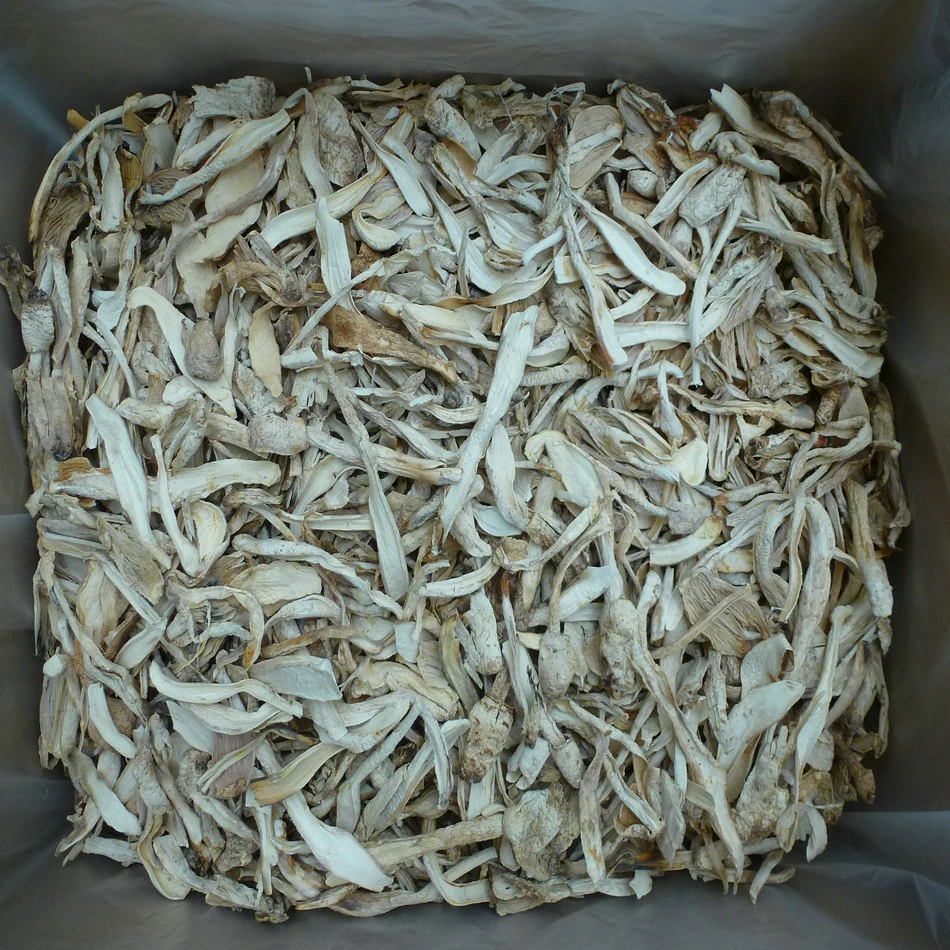 9020 bom preço fungo cogumelos secos King Oyster Mushroom Pleurotus Eryngii