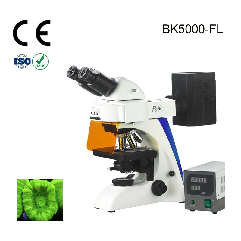 Alltion Microscope Multi-Viewing Educational Teaching Fluorscent Microscope for Low Price