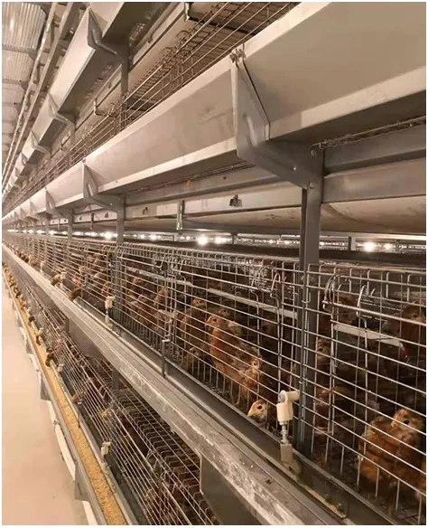 Automatic Efficiently H Type Chicken Battery Layer Cage Poultry Farm for Broiler/Layers