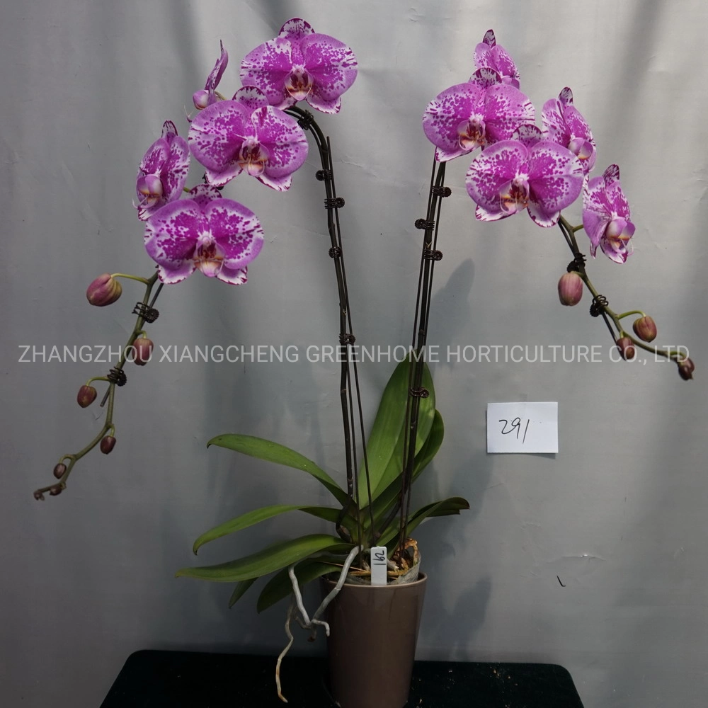 Красивый букет орхидей Phalaenopsis Pot завод