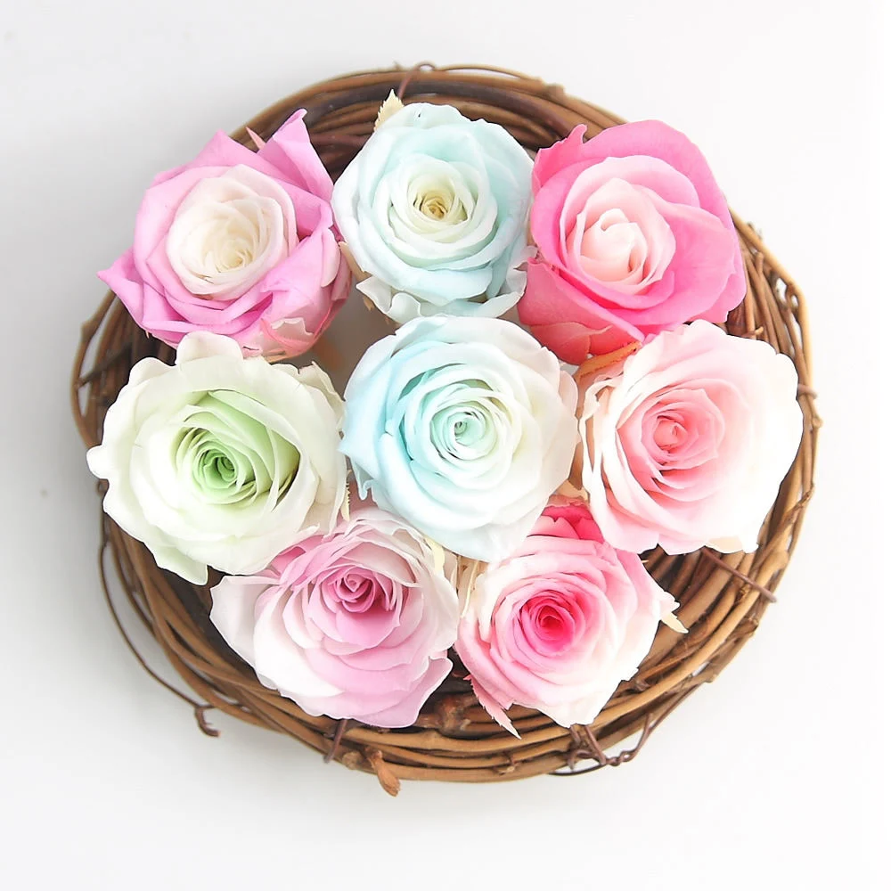 Wholesale/Supplier Preserved Real Gradient Color Roses Flower Preserved Rose for Wall