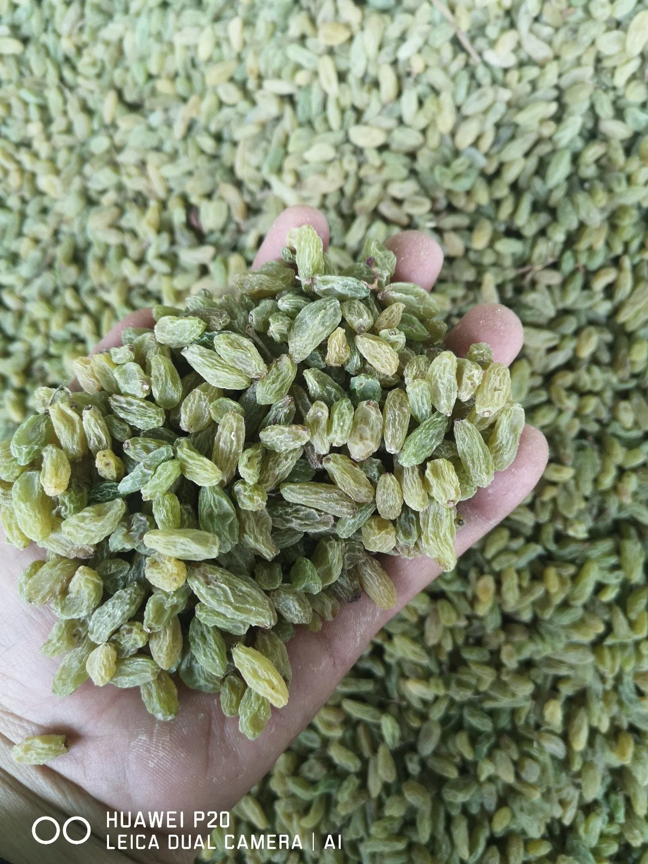 90%-95% Green Raisins China Origin Factory Supply