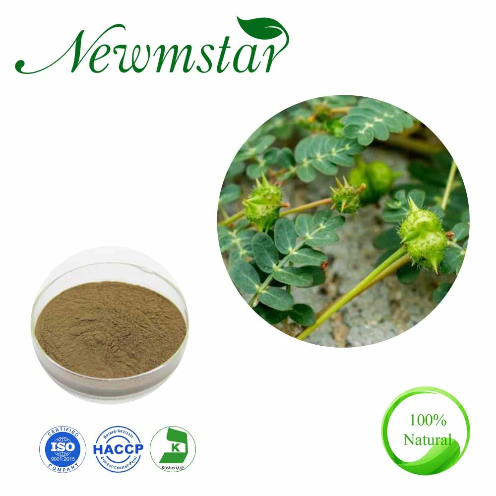 Tribulus Terrestris Extract with Saponins 40%, 50%, 70%, 90%, UV