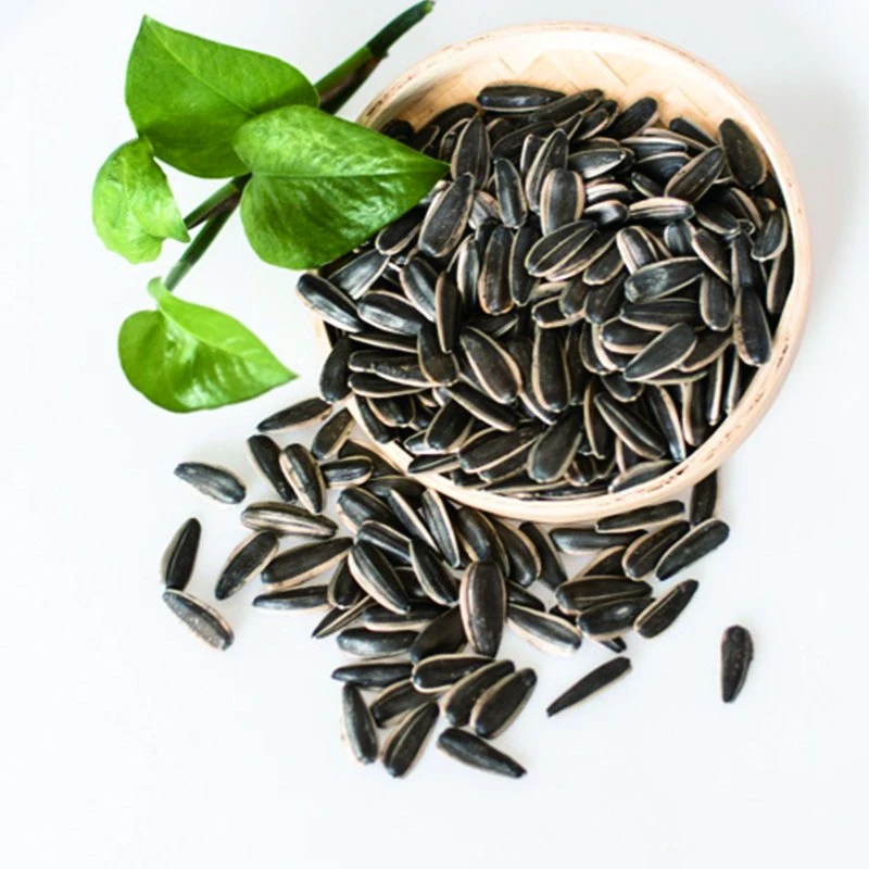 Chinese Black White Raw Sunflower Seed 361