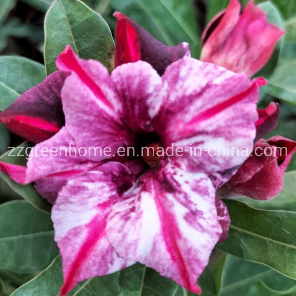 Live Desert Rose Natural Adenium Obesum Beautiful Flower