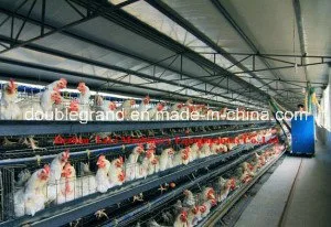 Prefabricated Steel Structure Poultry House/Chicken House (DG6-006)