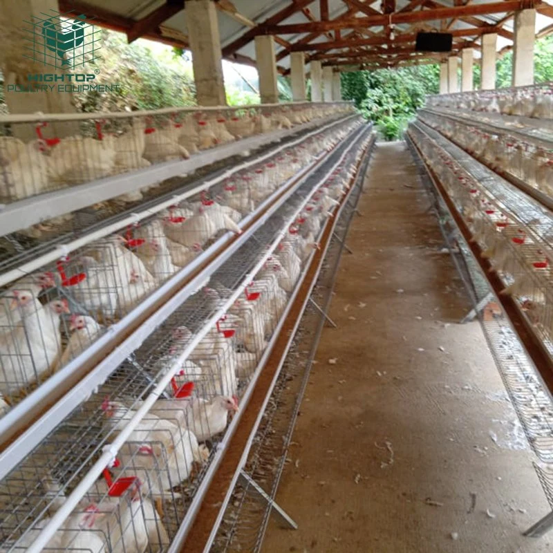 Hightop Poultry Farming 3 Tiers 120 Capacity Chicken Layer Cage