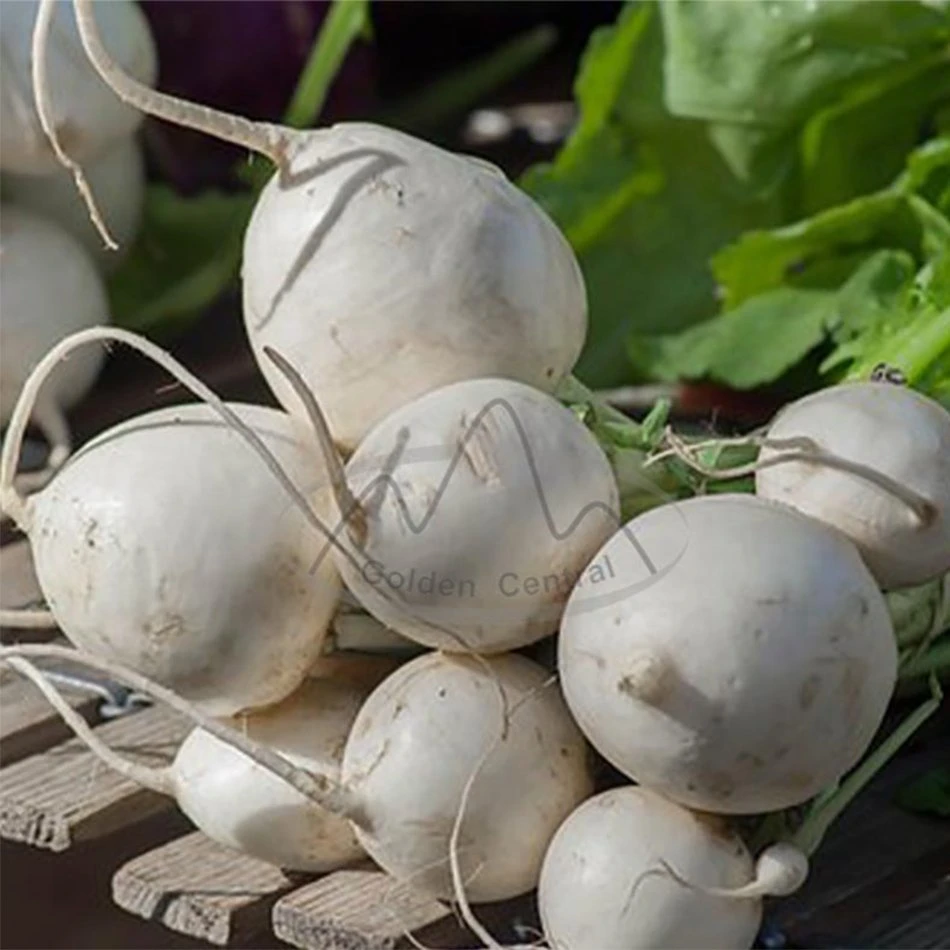 China New Season Fresh White Radish Supplying to World