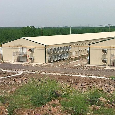 Galvanized Steel Structure Poultry House Windproof Steel Chicken House