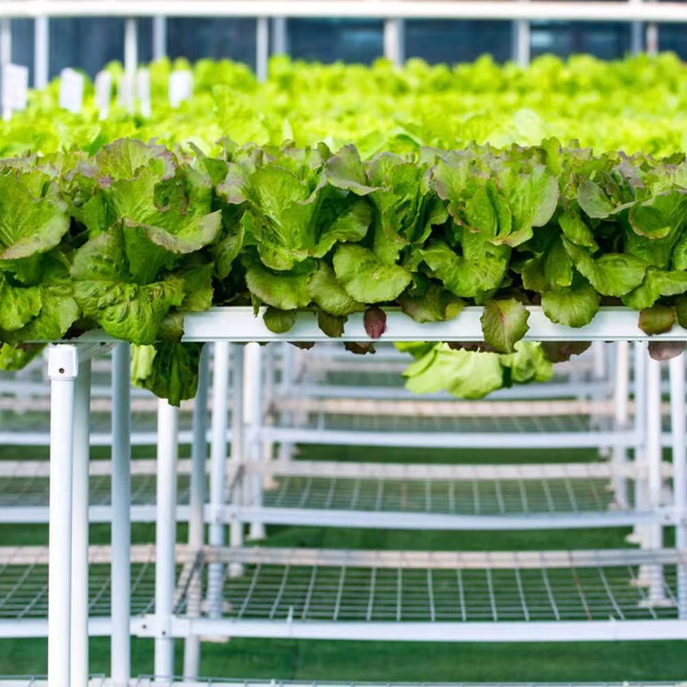 Large Size and Glass Covered Greenhouse with Hydroponics System Hot Sale