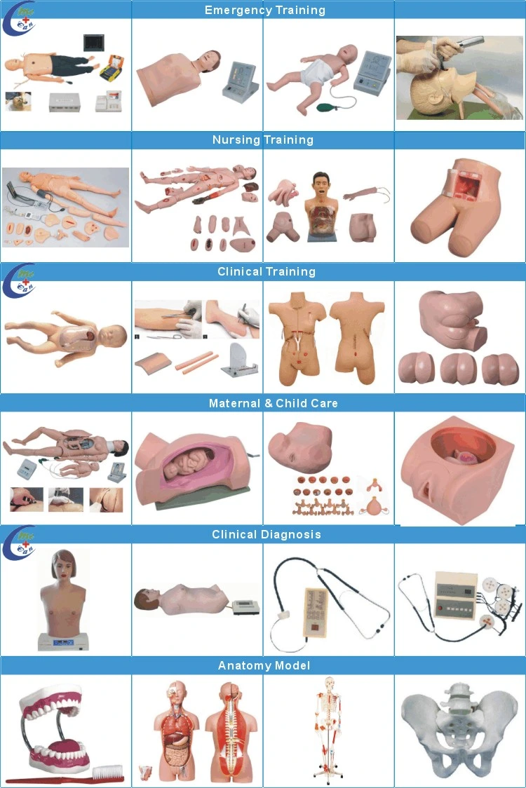 Formação em Simulação médica Advanced Bladder Puncture Human Simulator