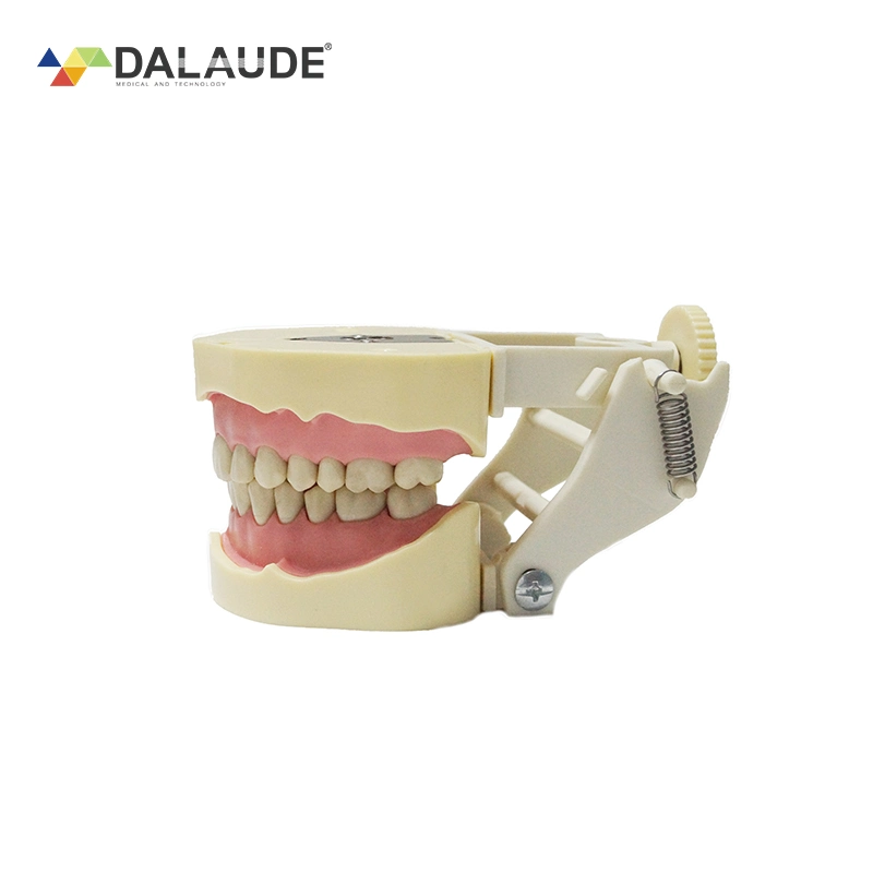 Dentist Teaching Training Dental Simulator Phantom Head Model