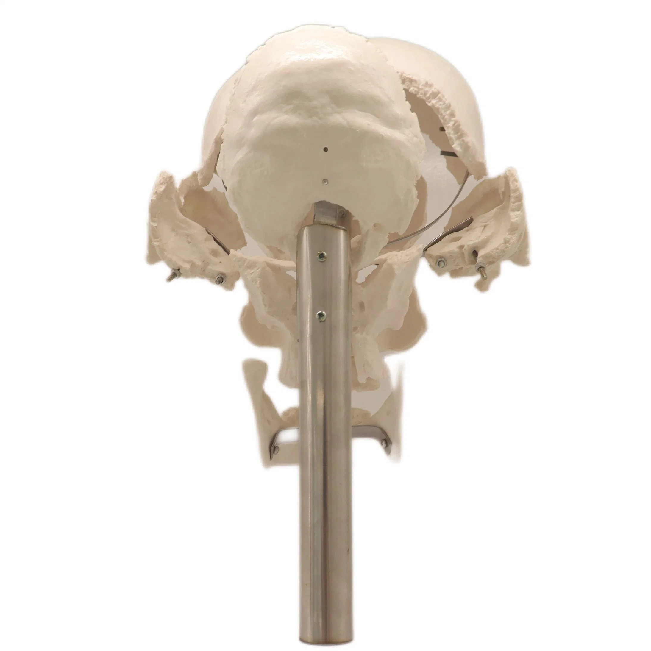 Good Price Lab Teaching Models The Separated Human Skull Model of PVC