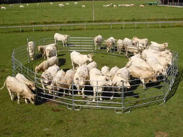 Животноводческих ферм овец направляющей линейке металлической панелью