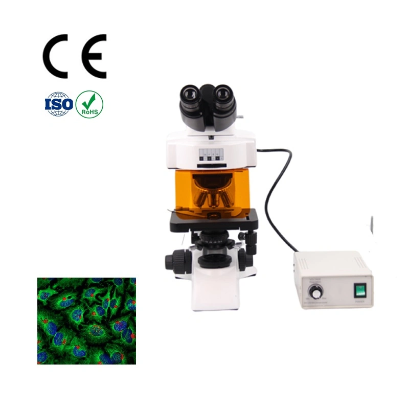 fluorescent Microscope with High Brightness 6V30W Halogen Koehler Illumination