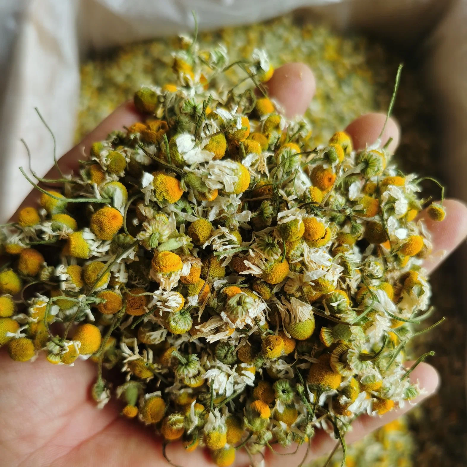 High quality/High cost performance Natural Herbal Raw Powder Dried Chamomile Grinding Powder