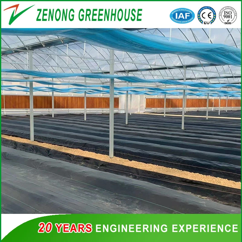 Chinese Greenhouse Manufacturer Fabricated Poly-Tunnel Poly Film Greenhouse with Wet Pad and Fans for All Season Vegetable Culture