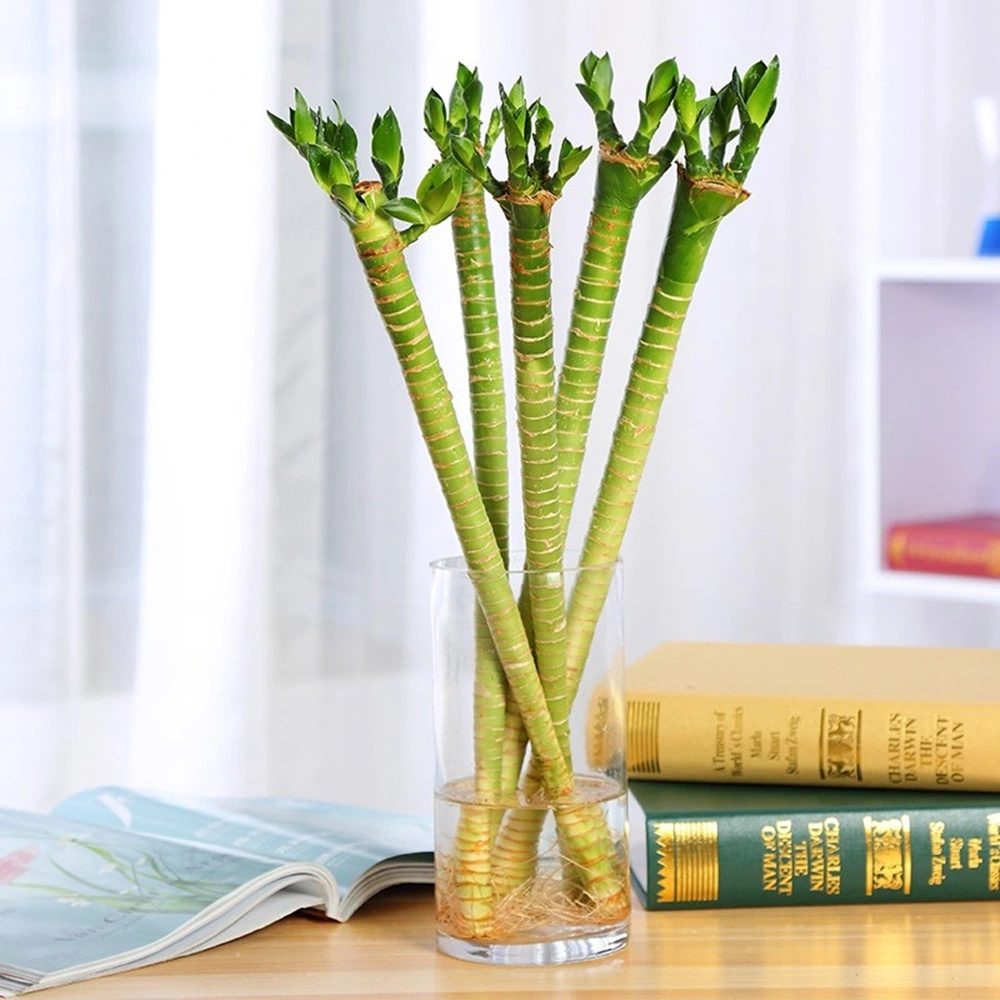 Lotus Lucky Bamboo Dracaena Sanderiana Live Plant