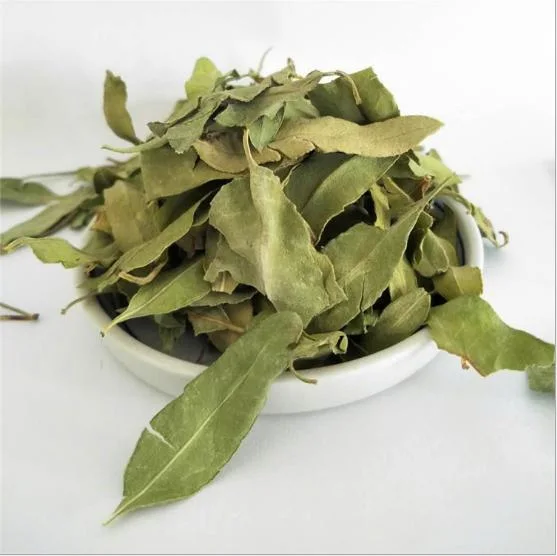 Luo Bu Ma fontes de fábrica venda por grosso de Medicina de ervas naturais Apocynum Venetum deixa para a saúde