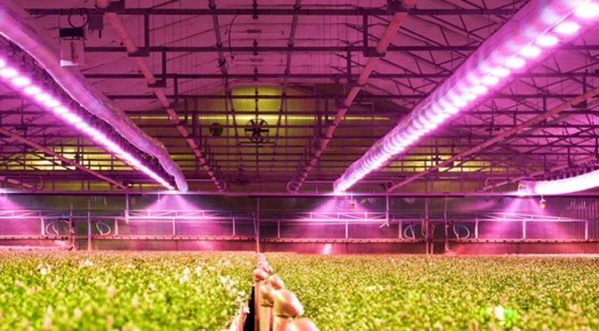 Estufa de recipiente de fábrica vertical hidropônico com LED Grow Lights